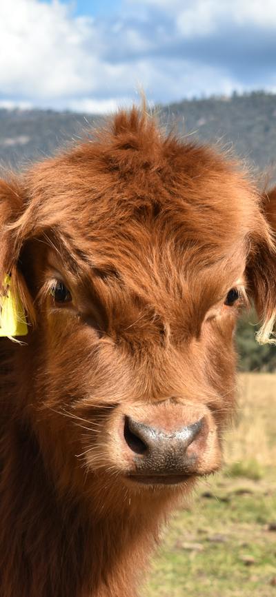 Highland cow close up