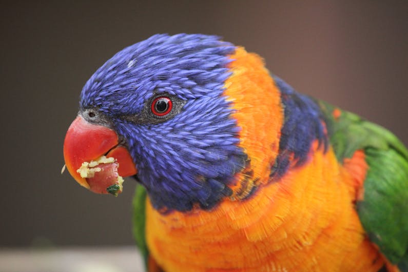 Image of the event 'Colourful Creatures at WILD LIFE Sydney Zoo'