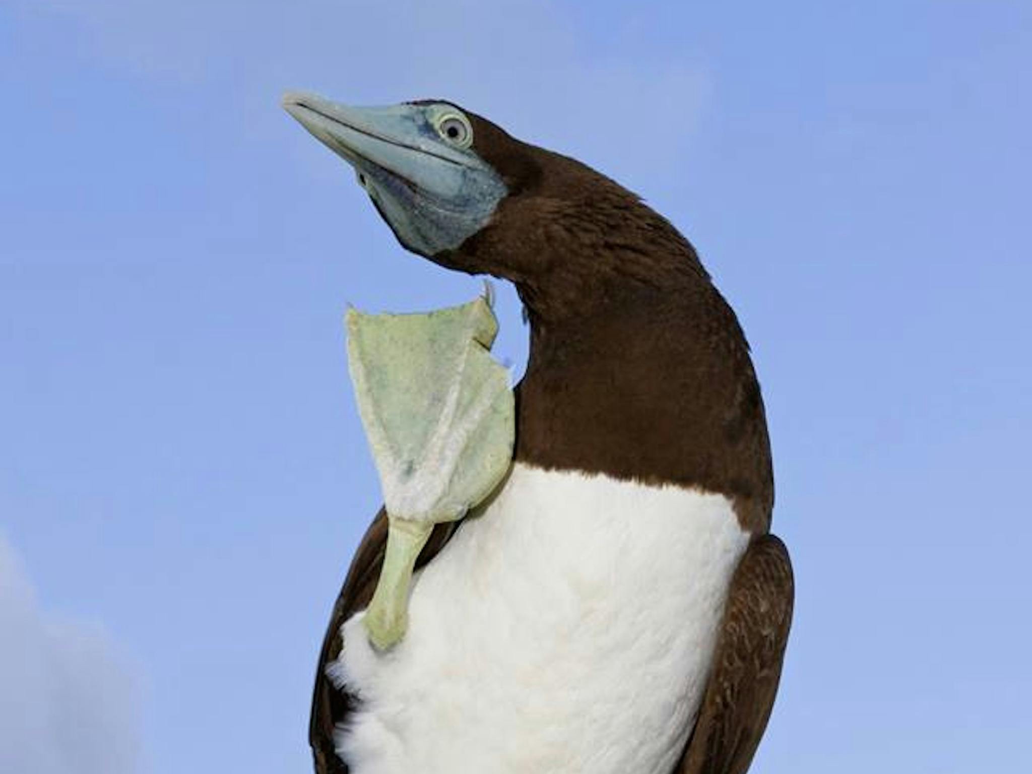 Christmas Island Bird'n'Nature Week