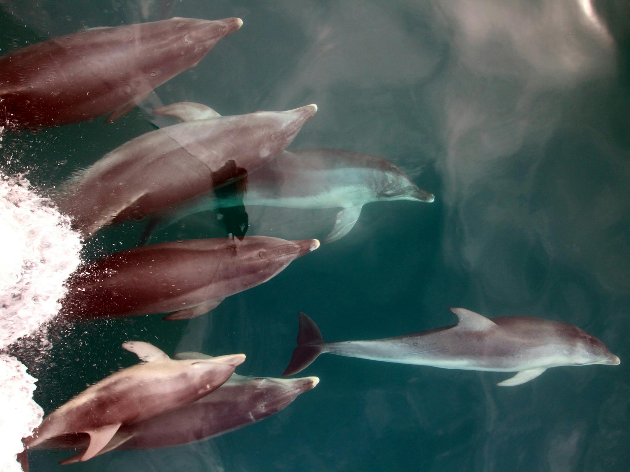 A group of Port Phillip Bay's resident dolphins hitch a free ride on the bow of Polperro. dolphin
