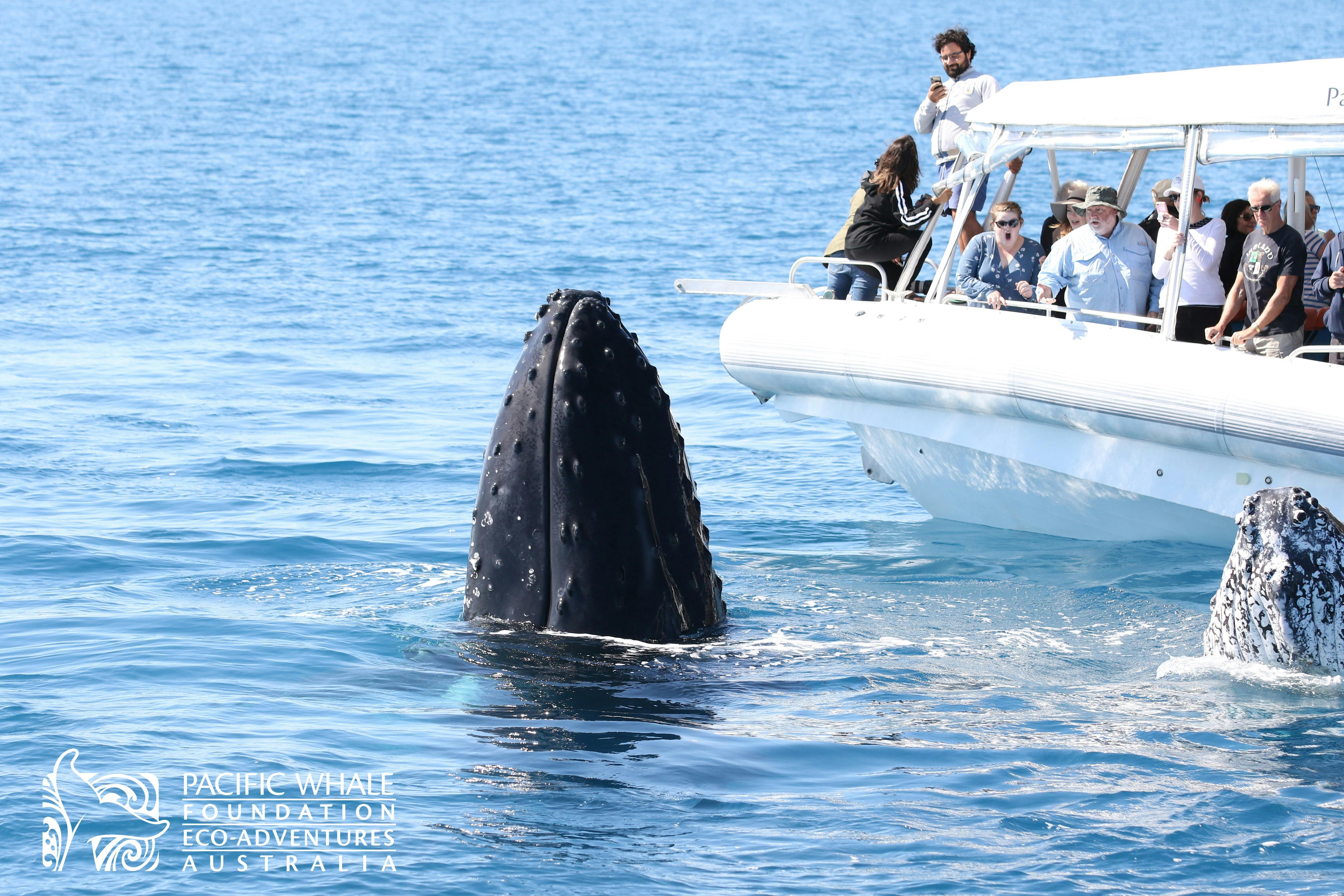 Hervey Bay's Ultimate Whale Watch
