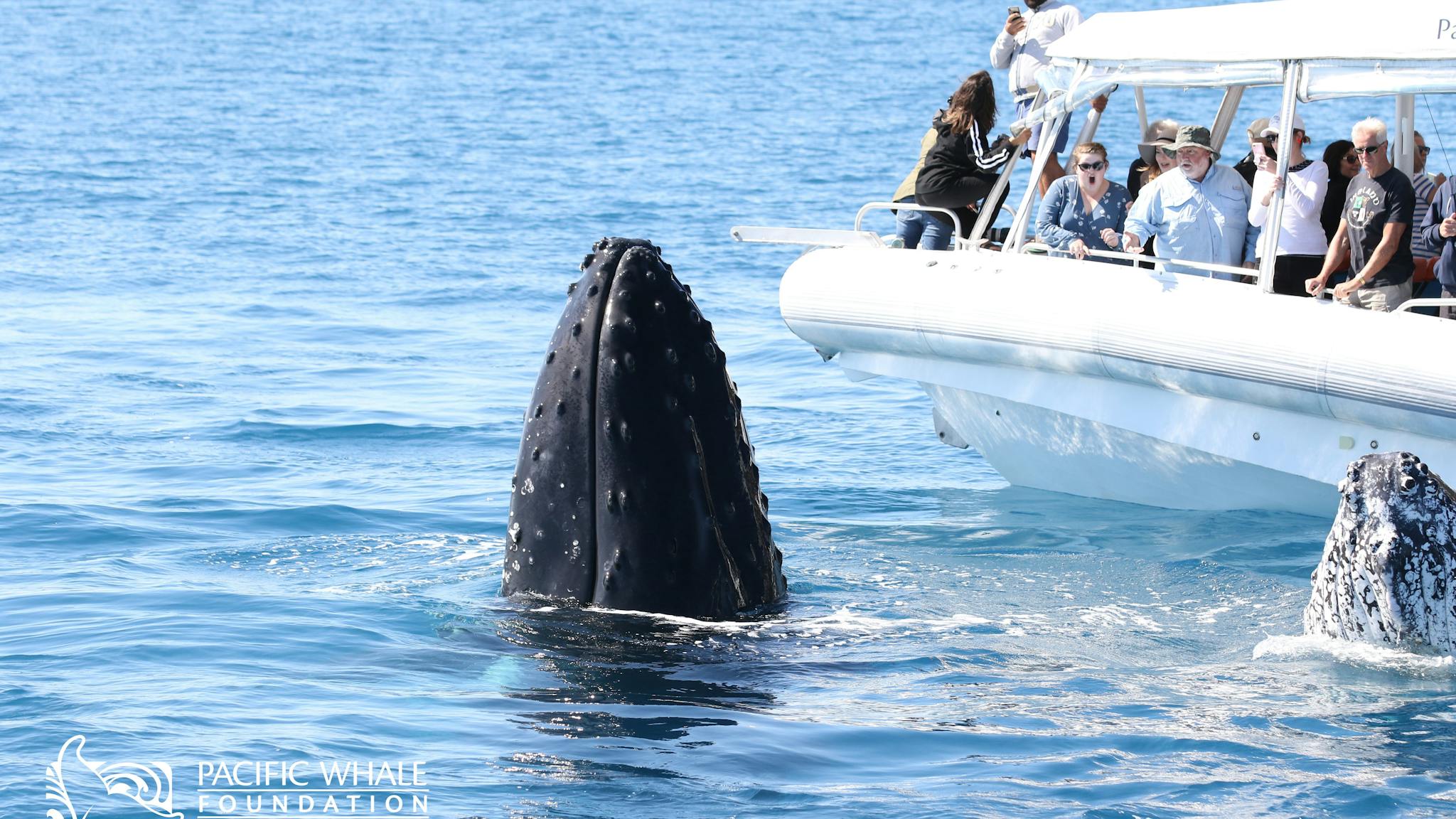 Spy hopping humpback is loving our guests' attention. Spy hopping humpback is loving our guests' attention.