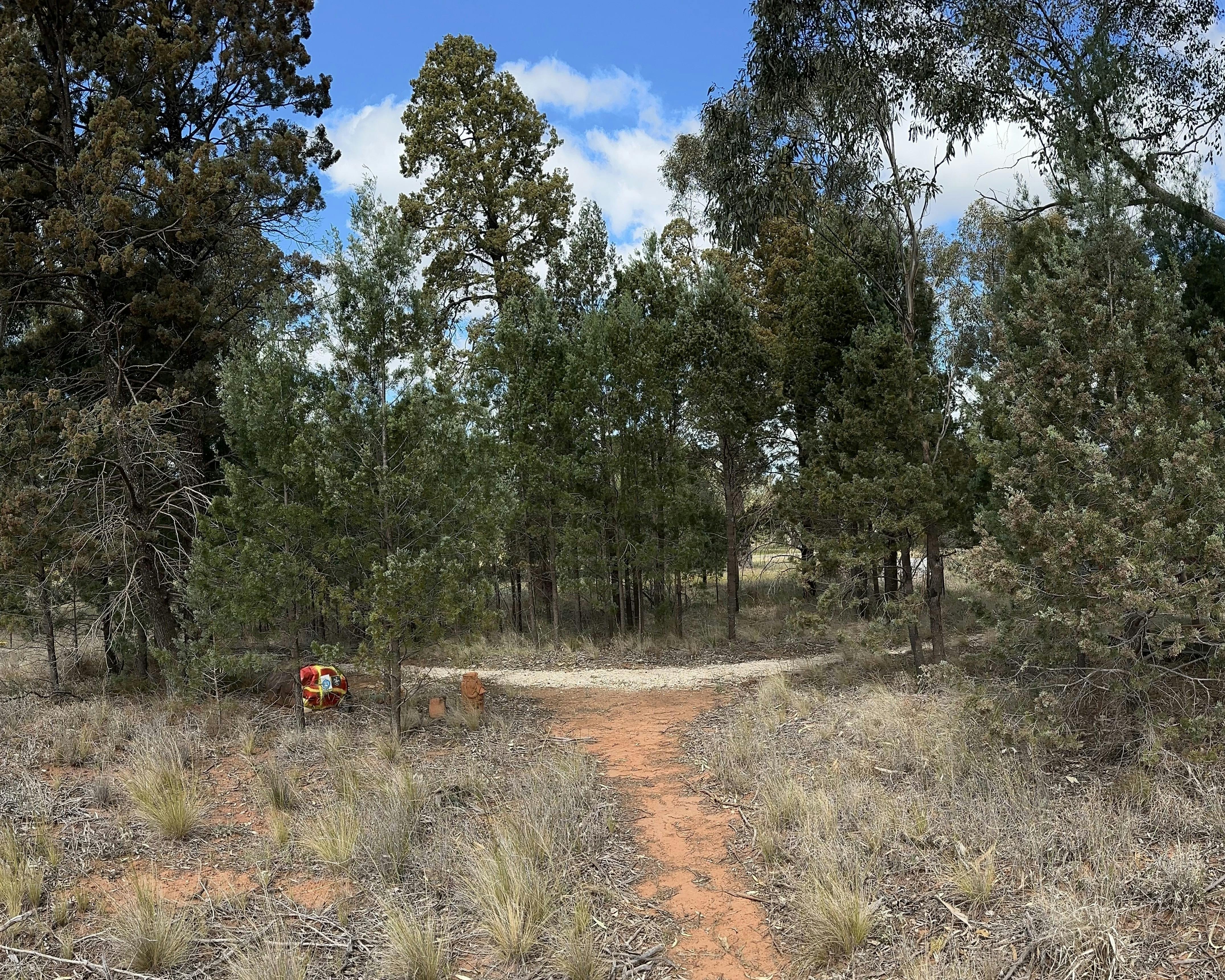 A dirt track intersecting with a gravel track in a bush of Cypress Pine