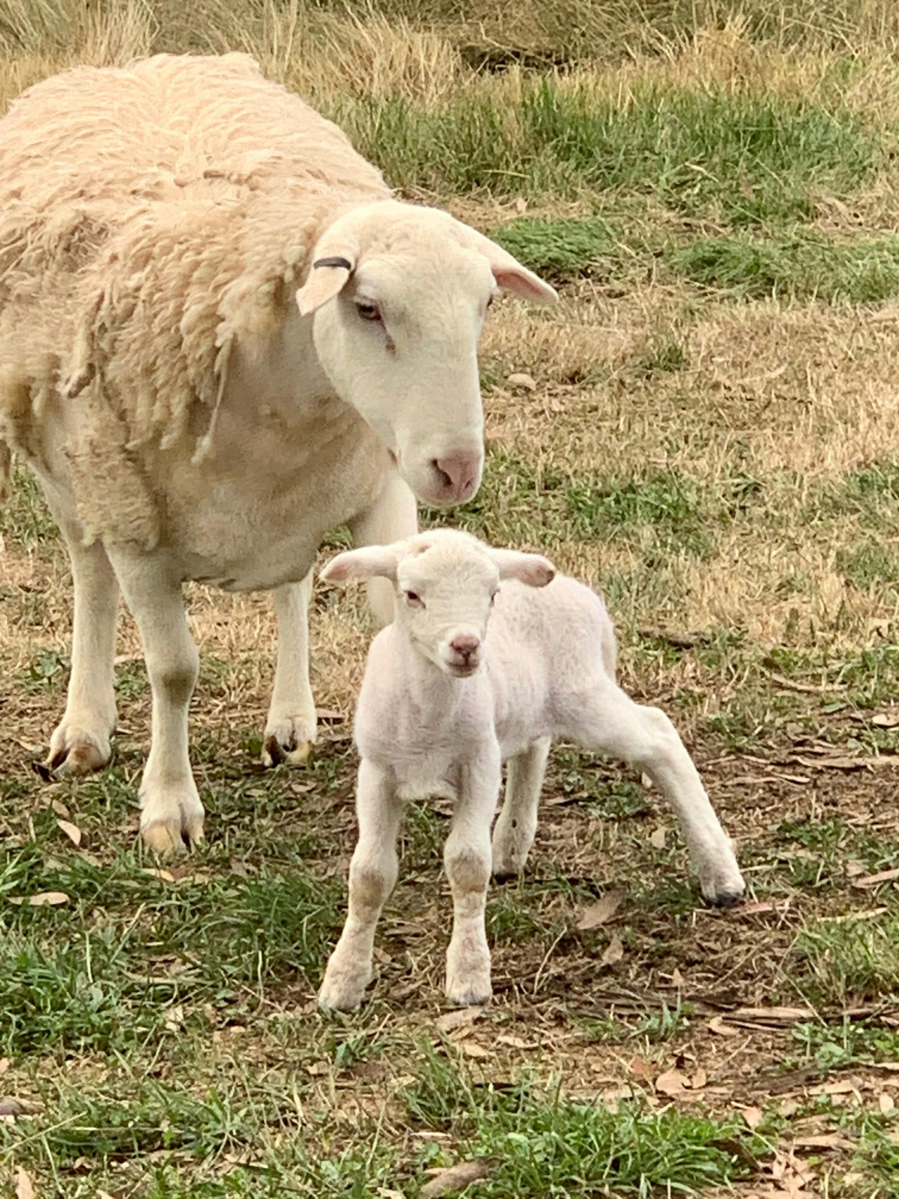 New lambs twice a year