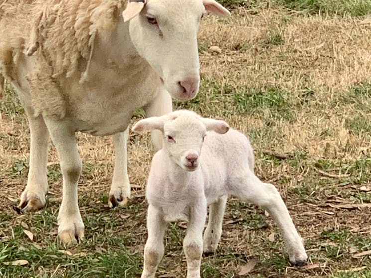 New lambs twice a year
