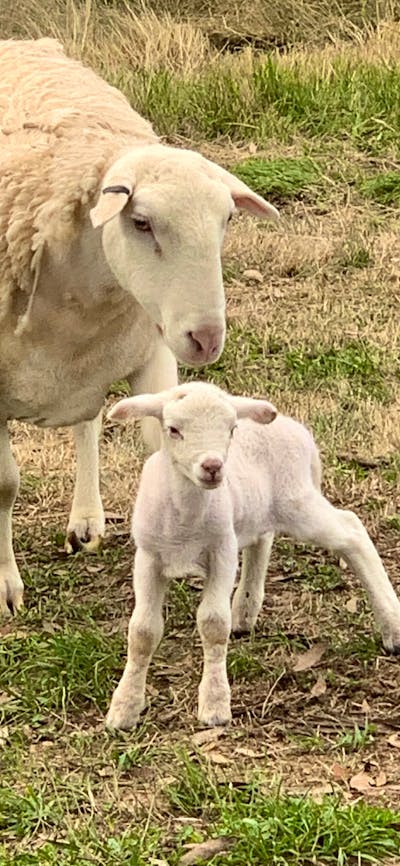 New lambs twice a year