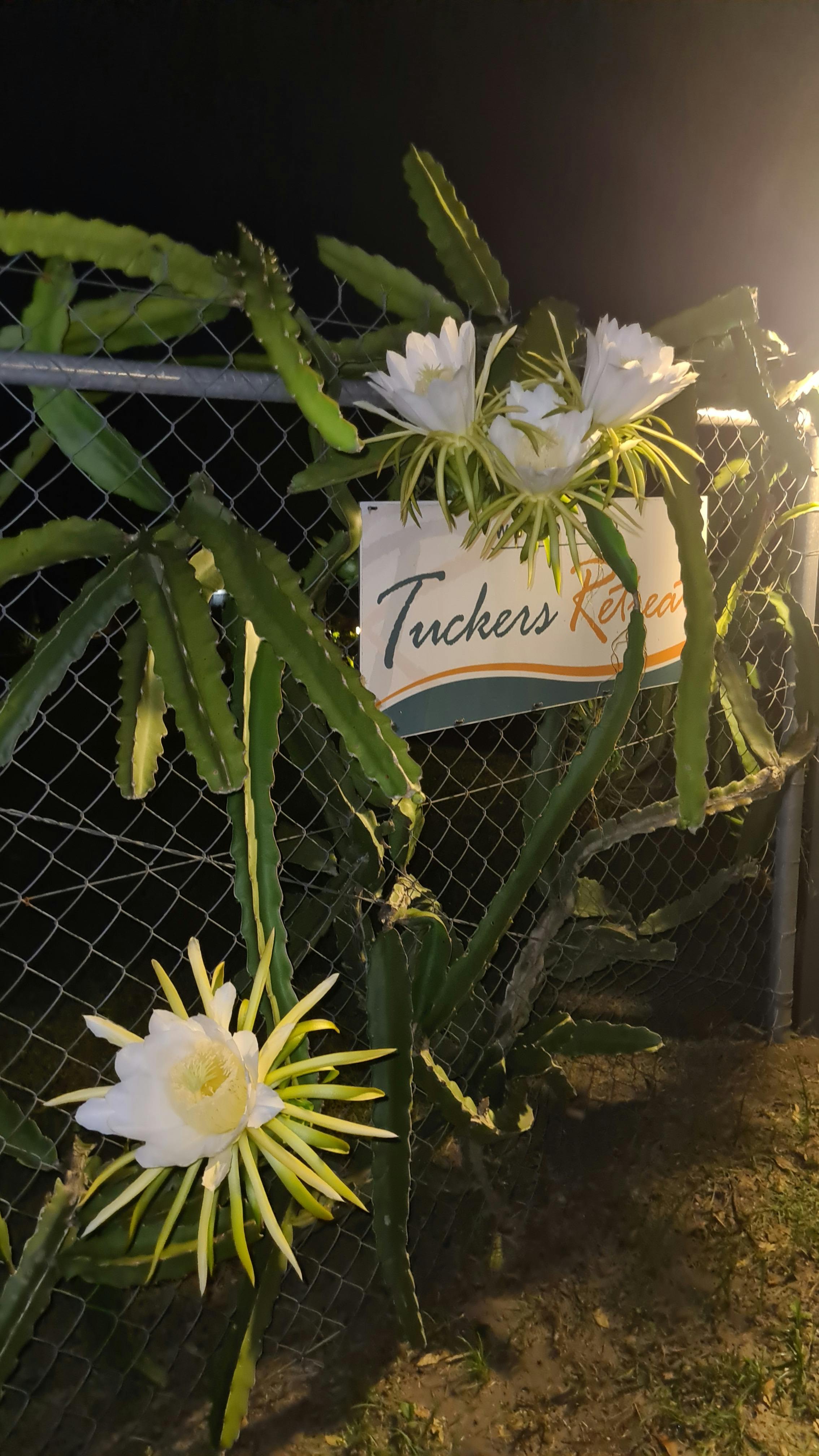 The home of the magic Dragon Fruit Valley.