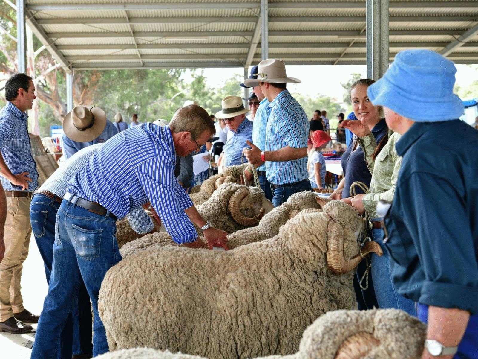 Exhibitors presenting sheep for judging at the Mudgee Show.