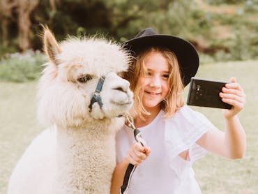@ Mountview Alpaca Farm @ Mountview Alpaca Farm