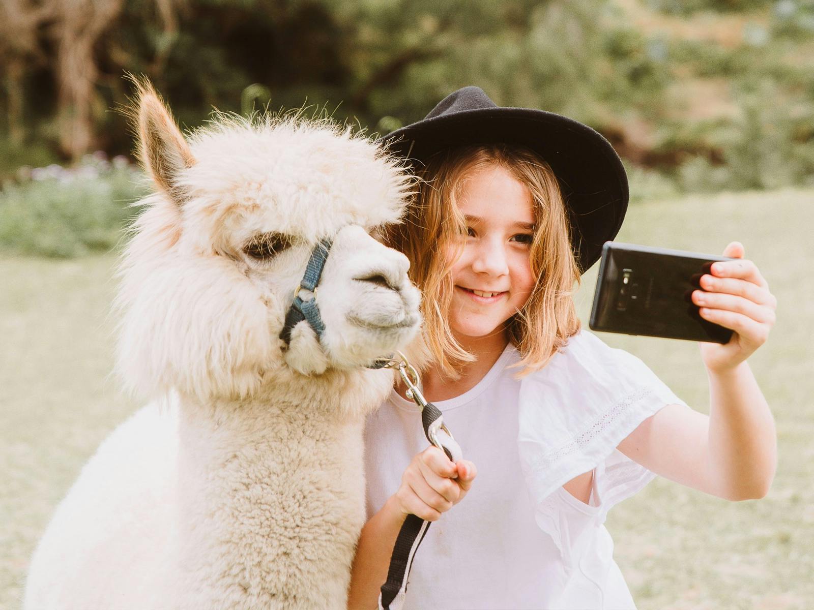 @ Mountview Alpaca Farm @ Mountview Alpaca Farm