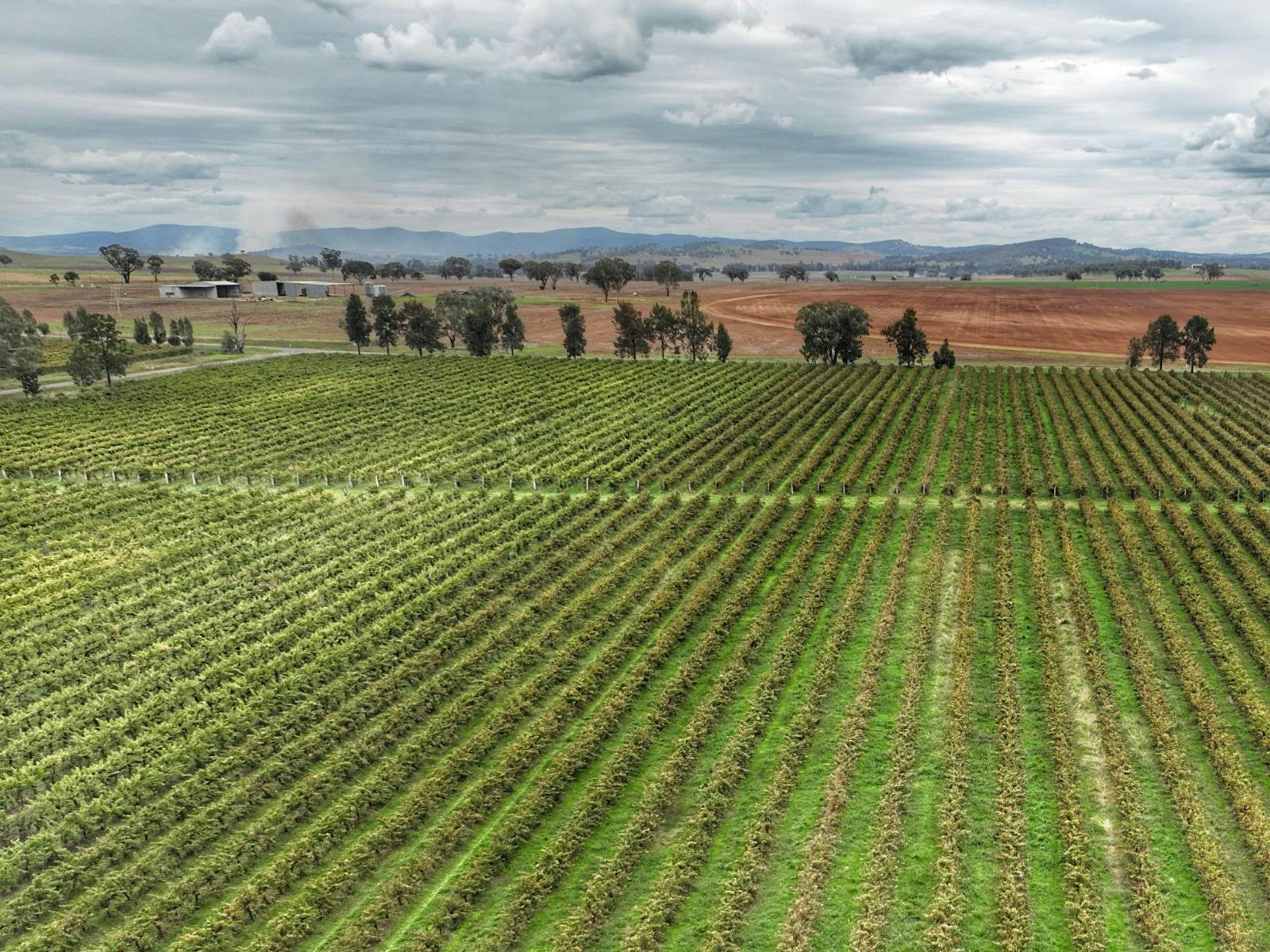 Windowrie Wines