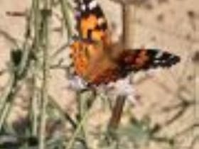 Mt Burr Recreational Trails