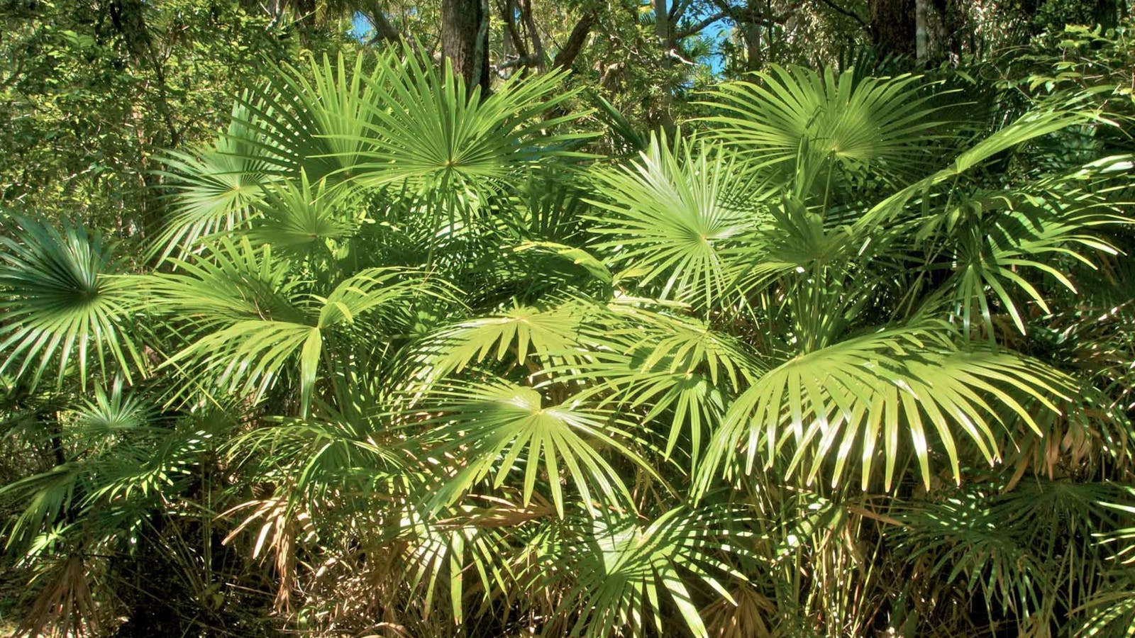 Mungo Rainforest Walk