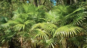 Mungo Rainforest Walk
