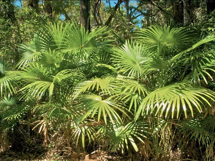 Mungo Rainforest, Myall Lakes National Park. Photo: John Spencer