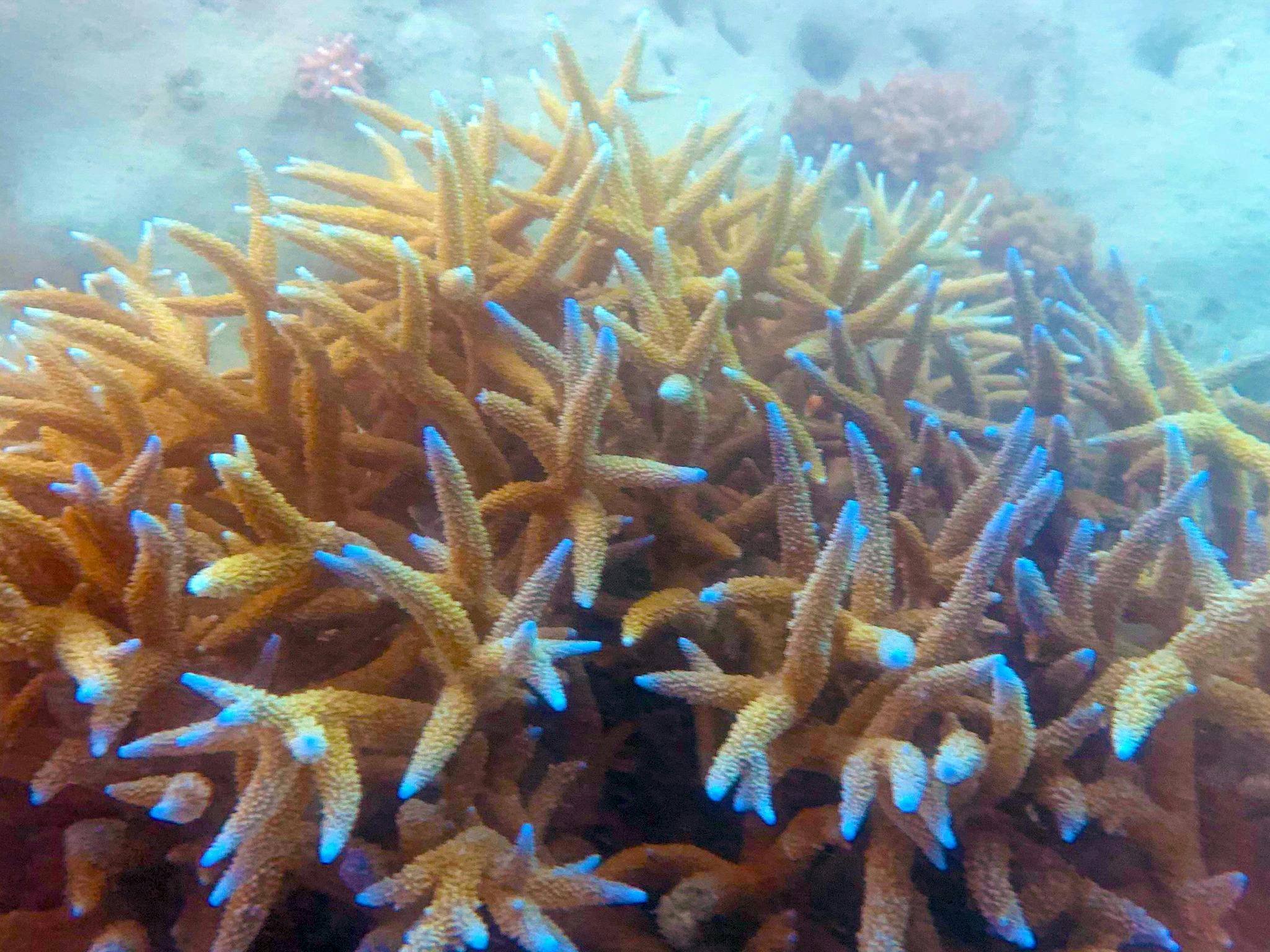 Airlie Beach Glass Bottom Boat Tour, The Whitsundays, Queensland