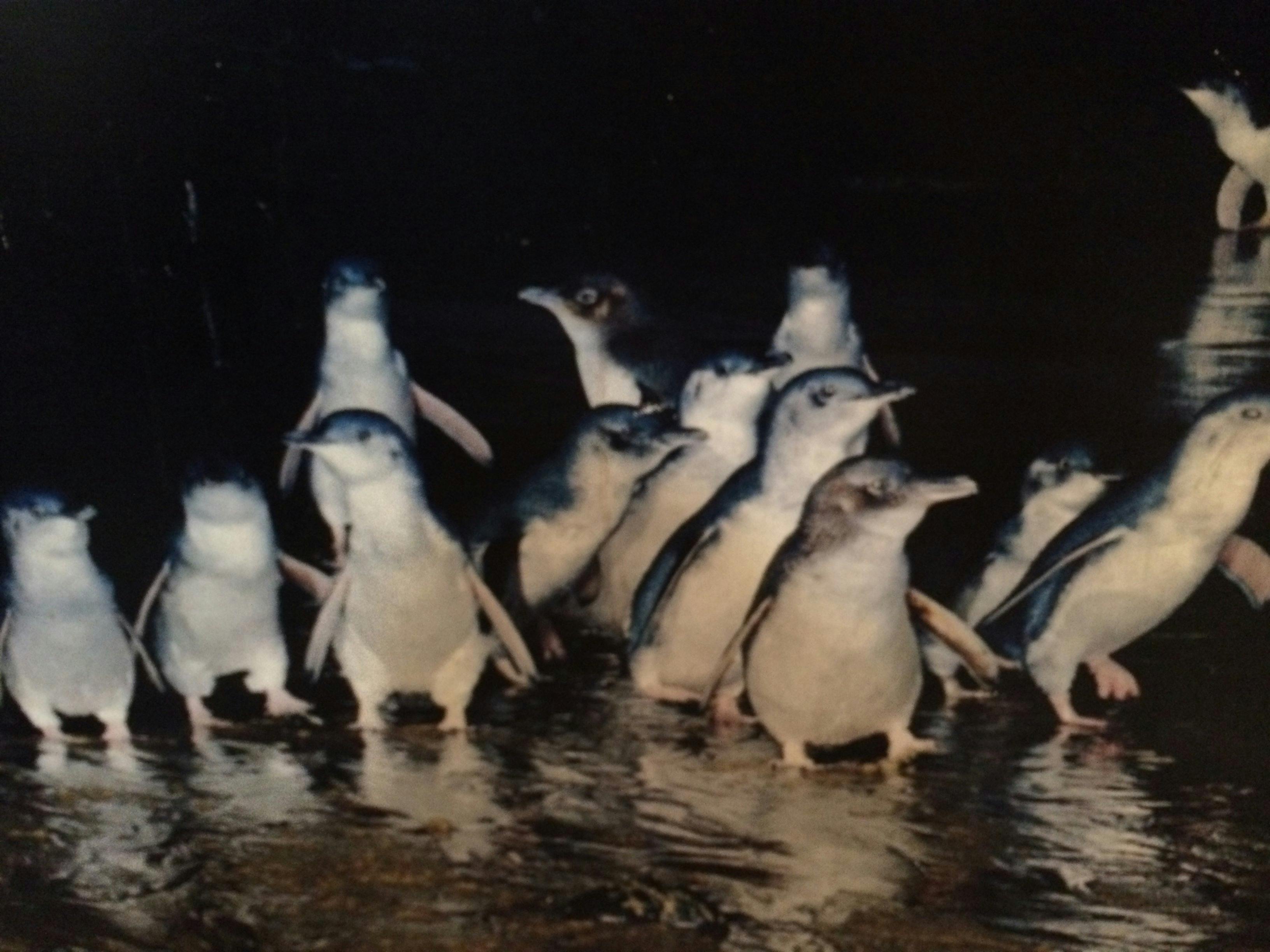 Penguin Parade private tour.