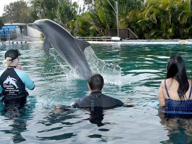 Dolphin Marine Conservation Park | NSW Holidays & Accommodation, Things