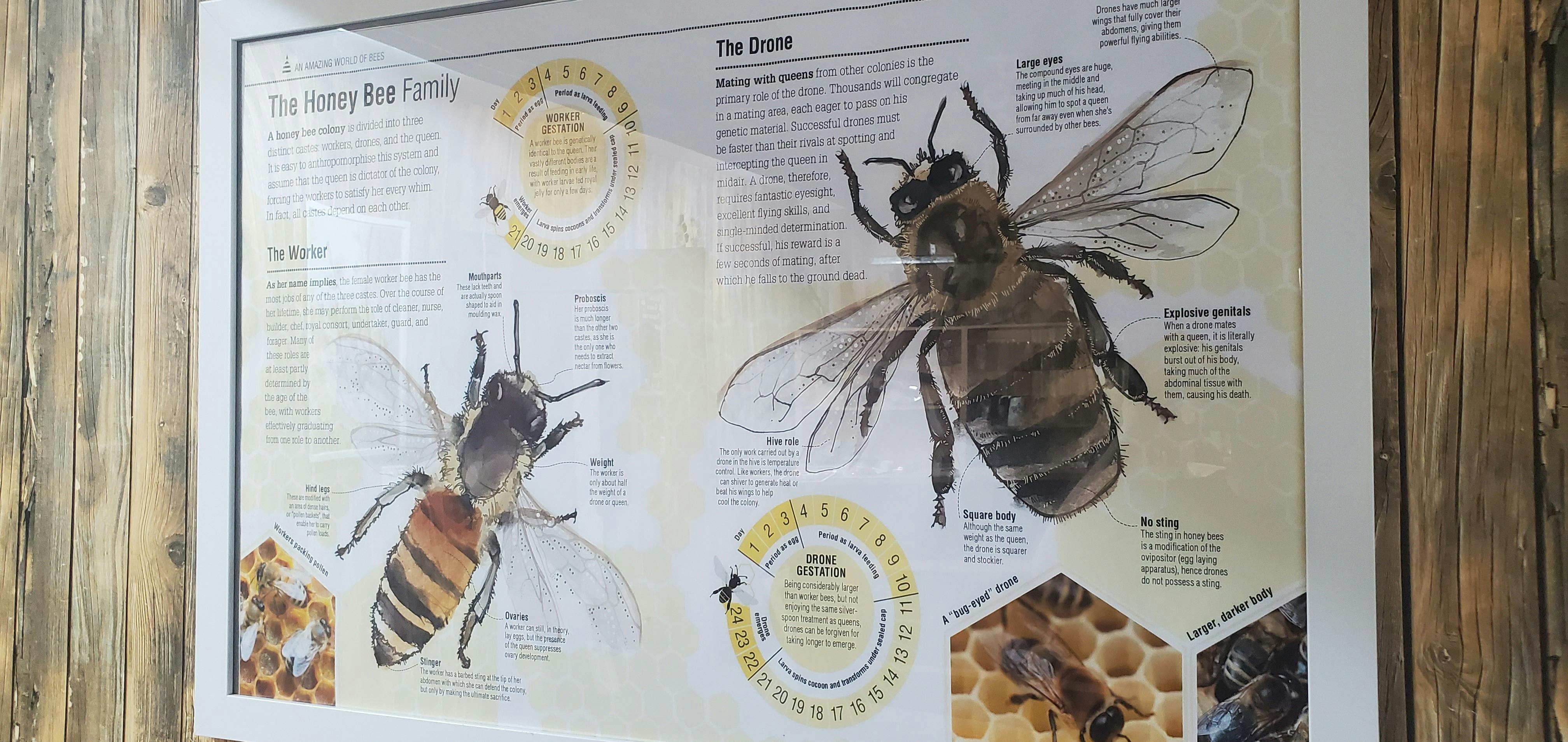 bee facts poster