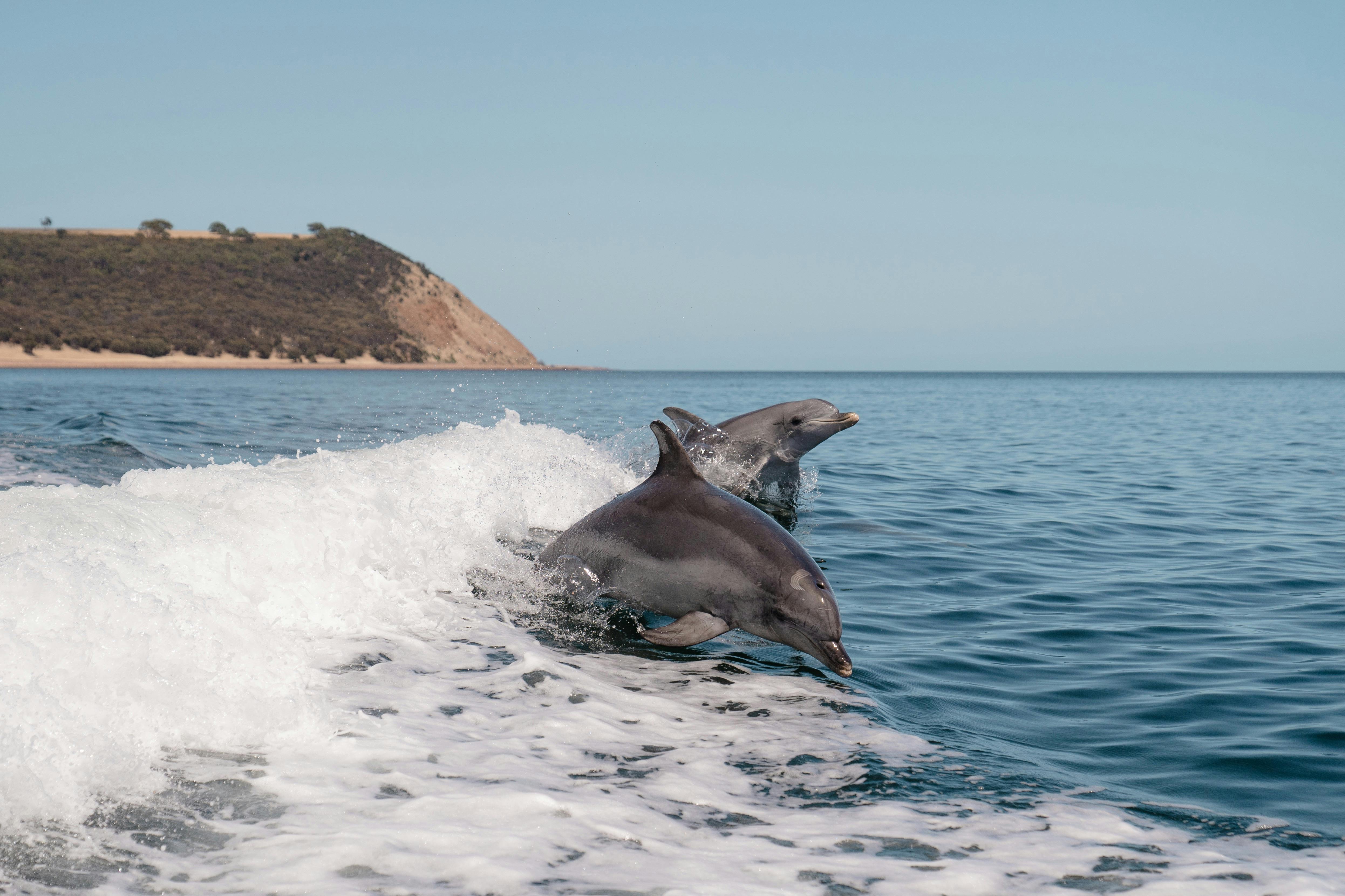 Dolphins jumping behind the boat