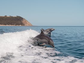 Dolphins jumping behind the boat