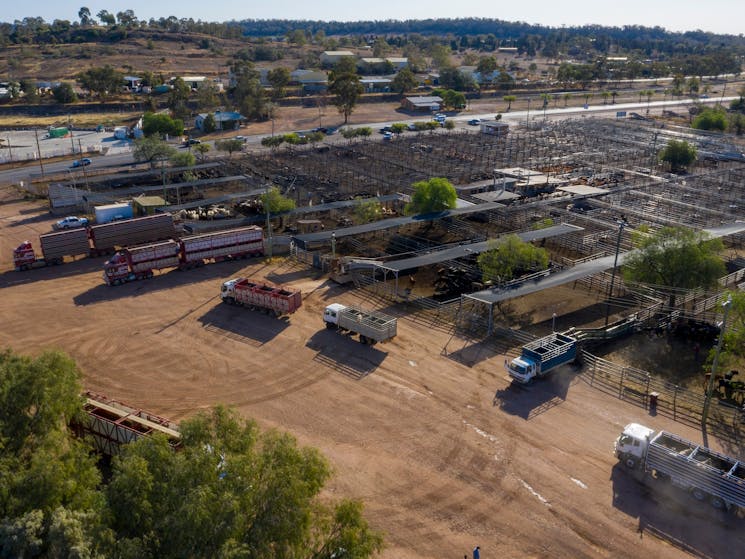 Gunnedah Saleyards