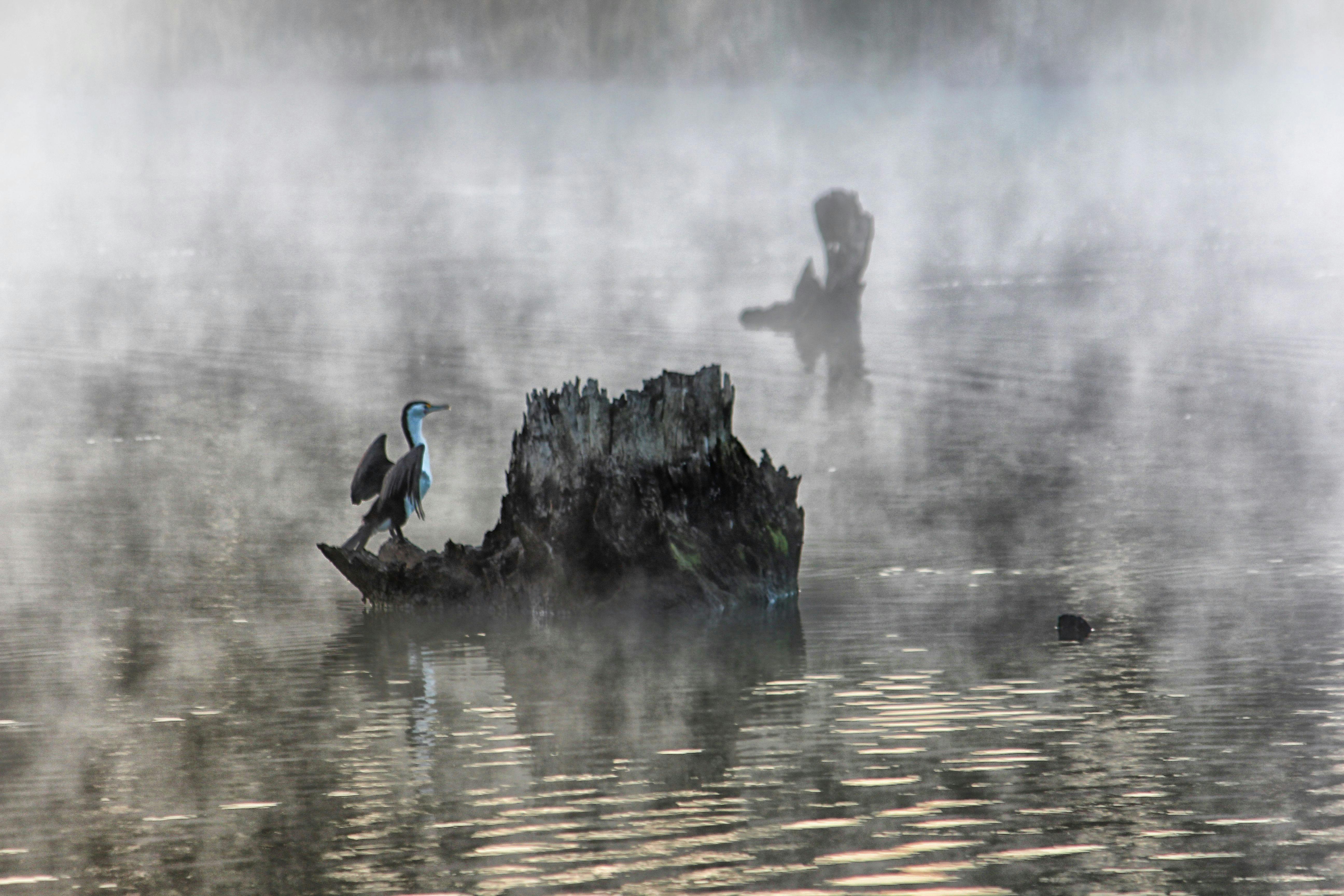 Birds in the early morning fog
