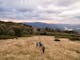 People walking in grassy clearing