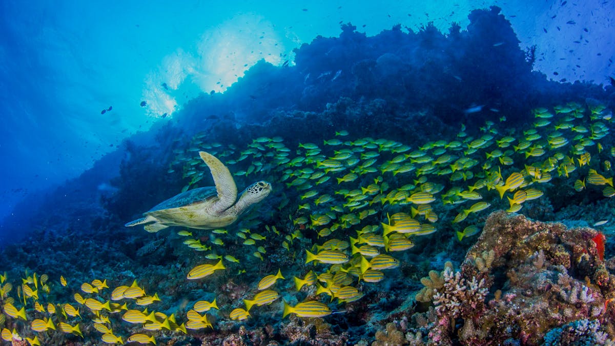 Turtle - Ribbon Reefs