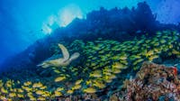 Turtle - Ribbon Reefs