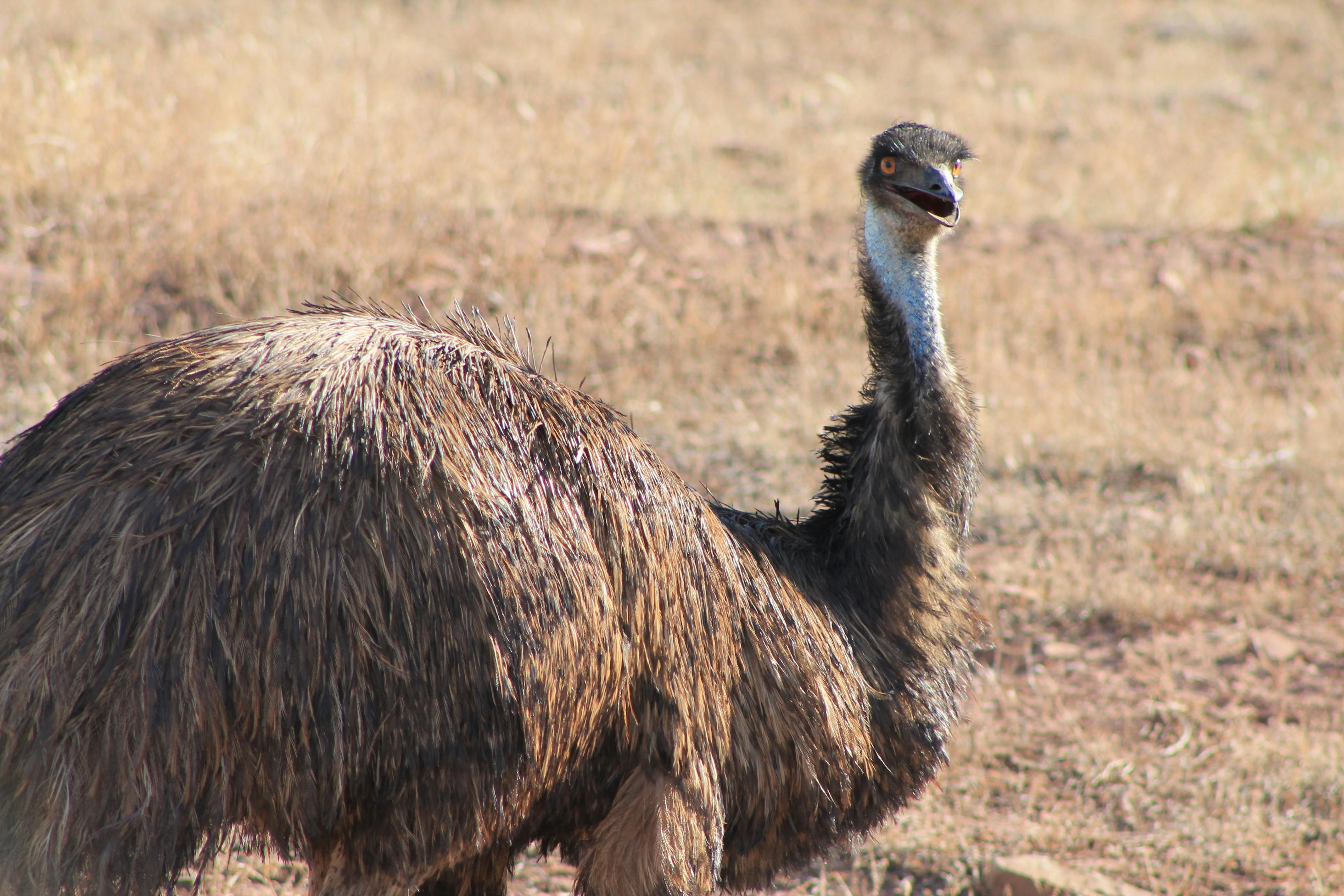 close up of an Emu