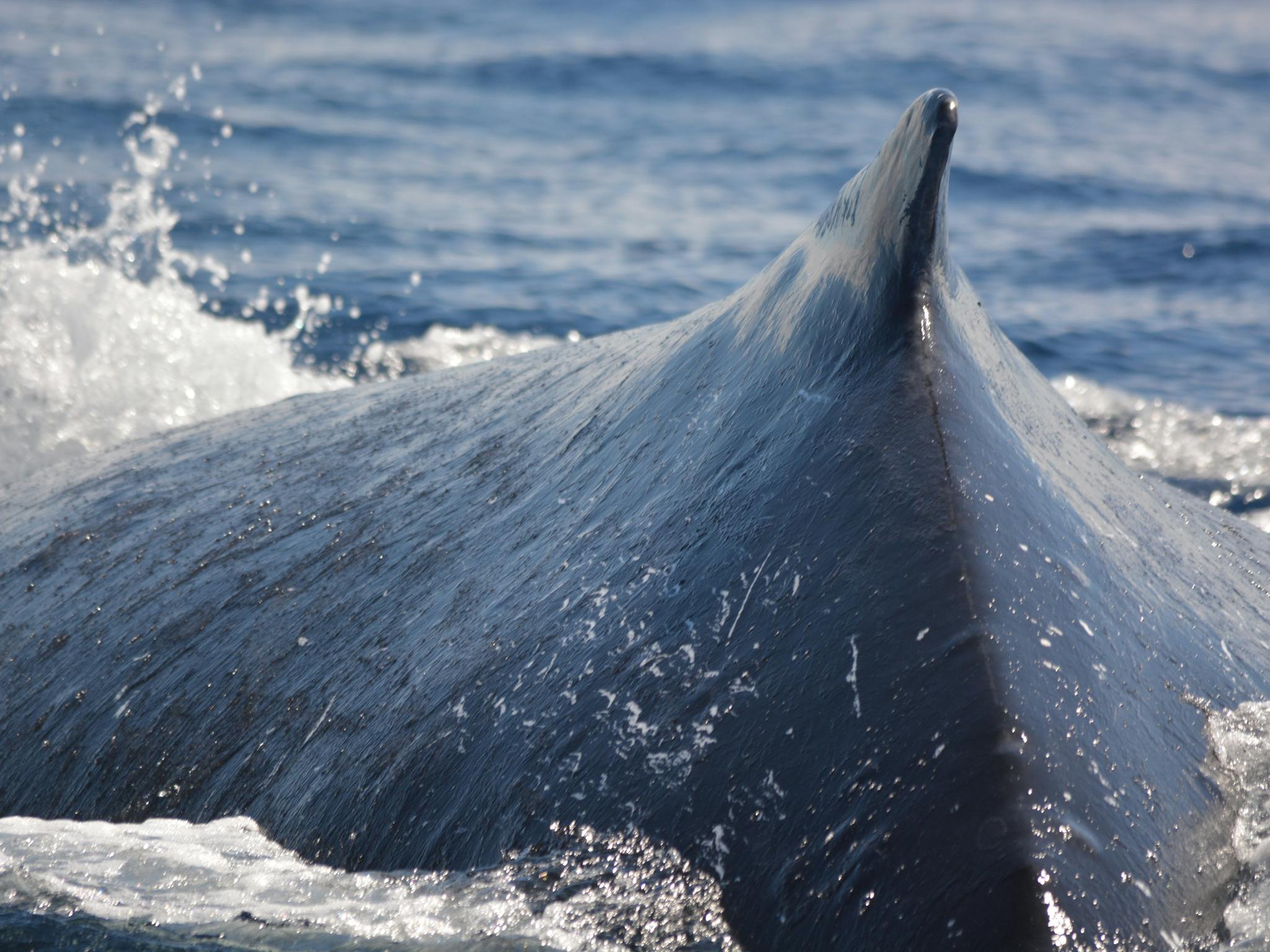 We have to keep a 300 metre distance from whales but the whales don't know that! We have to keep a 300 metre distance from whales but the whales don't know that!