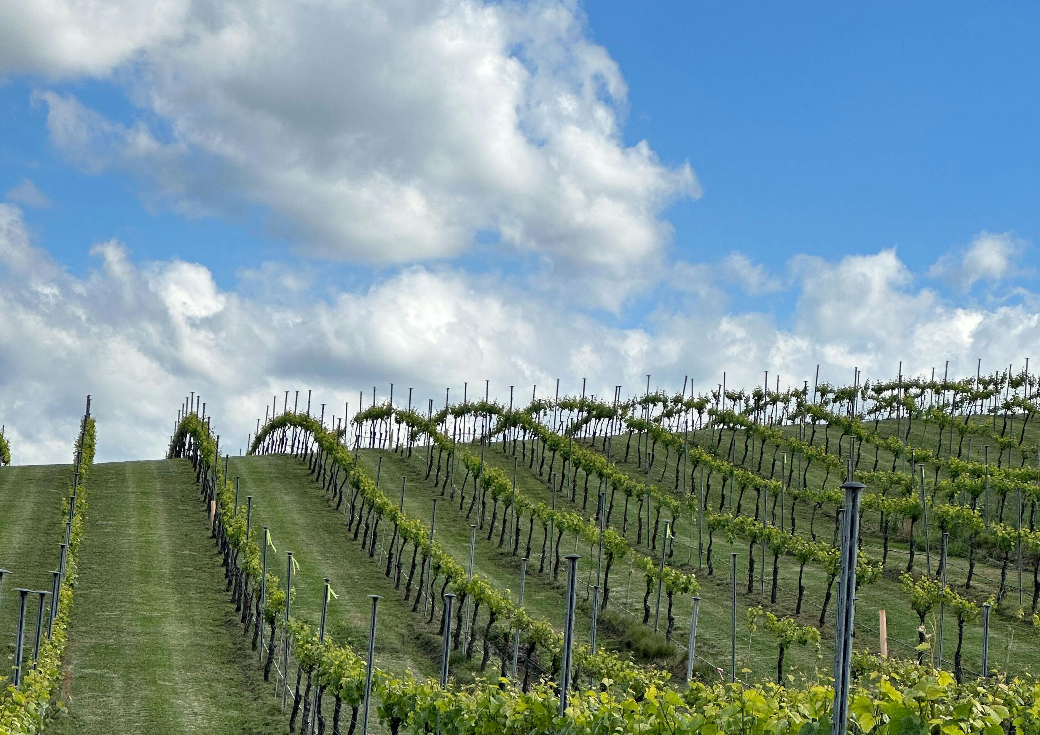 The Sondara vineyard