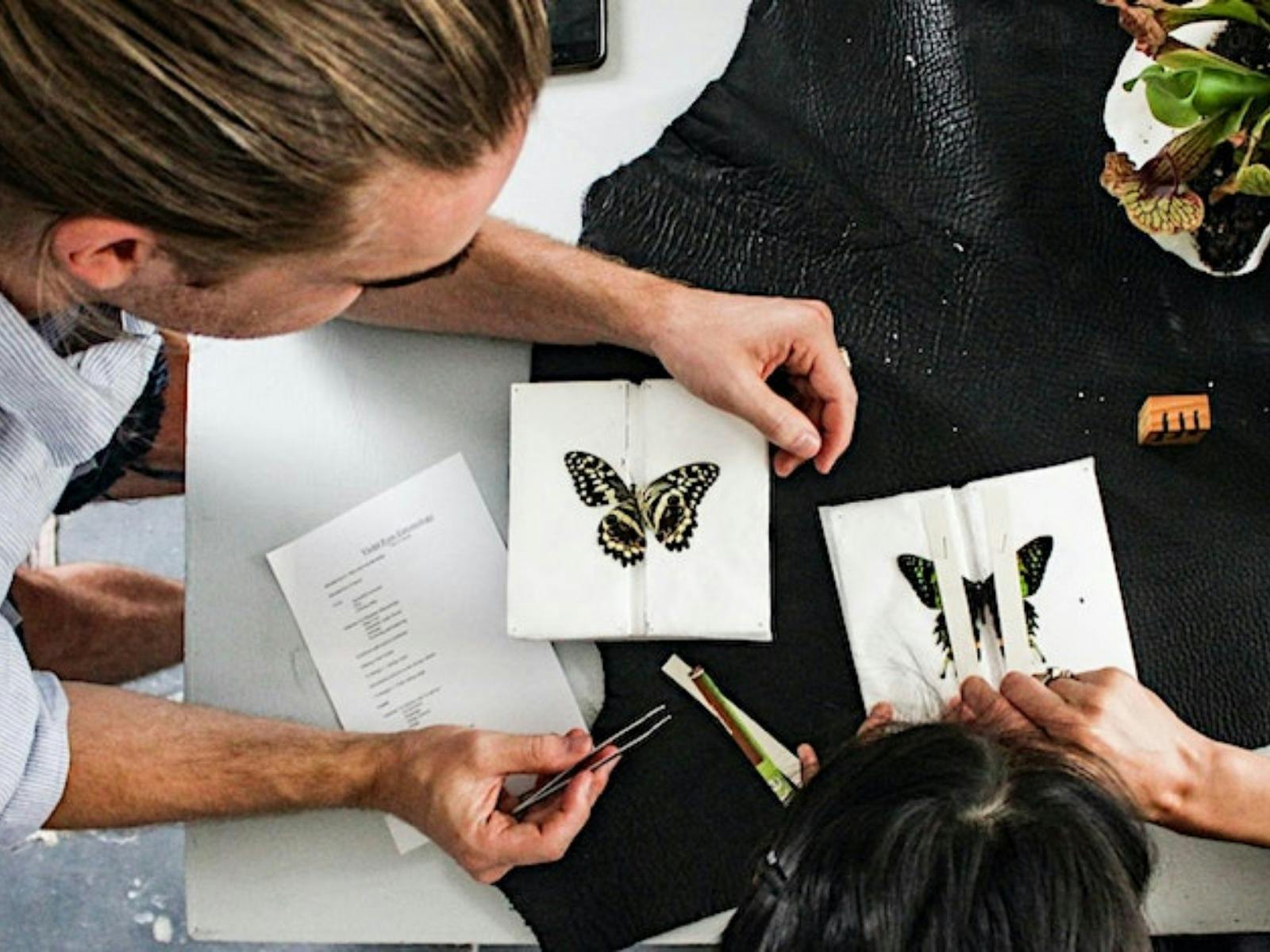 Beginner Entomology Workshop at the Rare Trades Centre