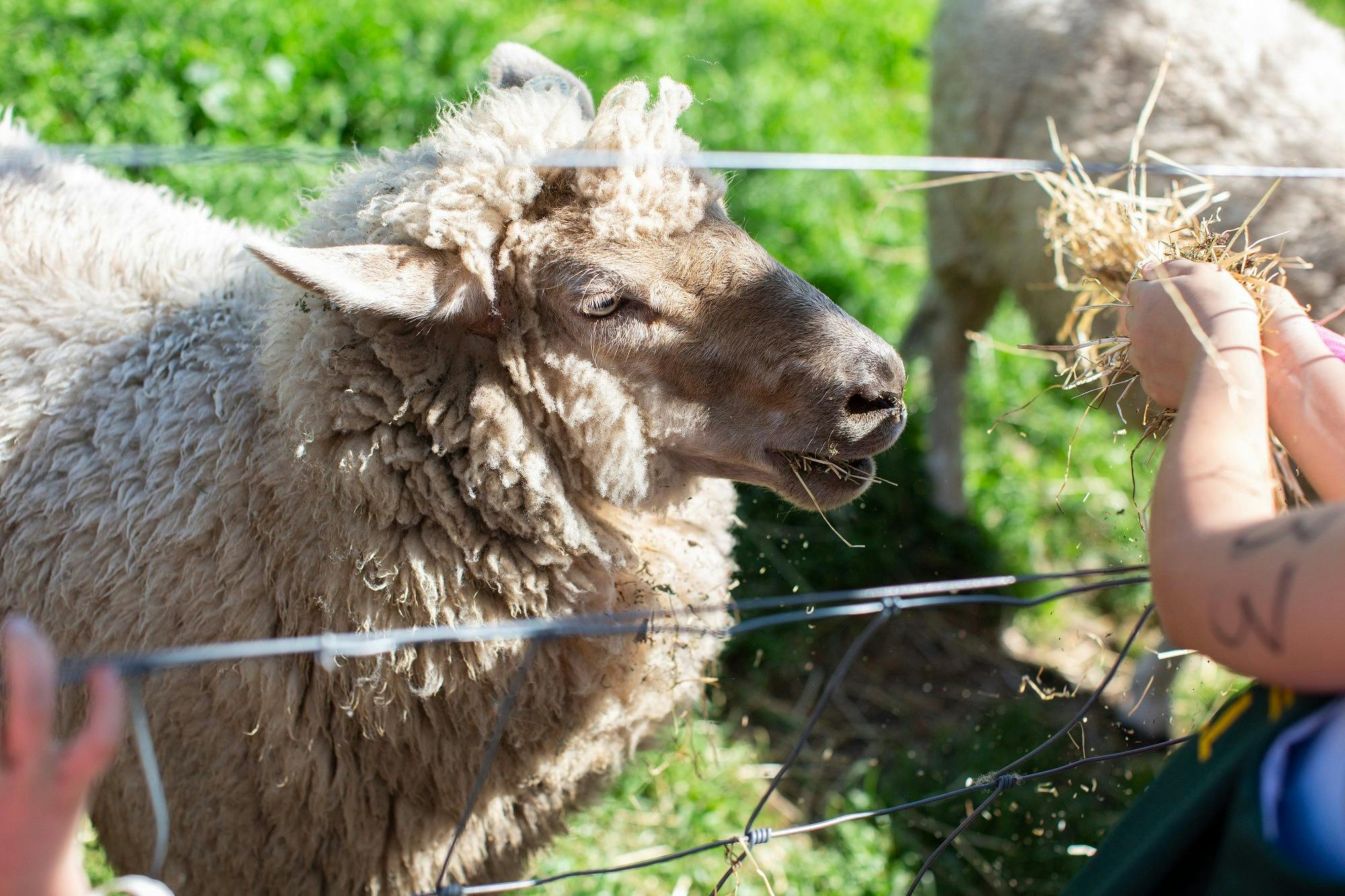 Edendale Community Environment Farm