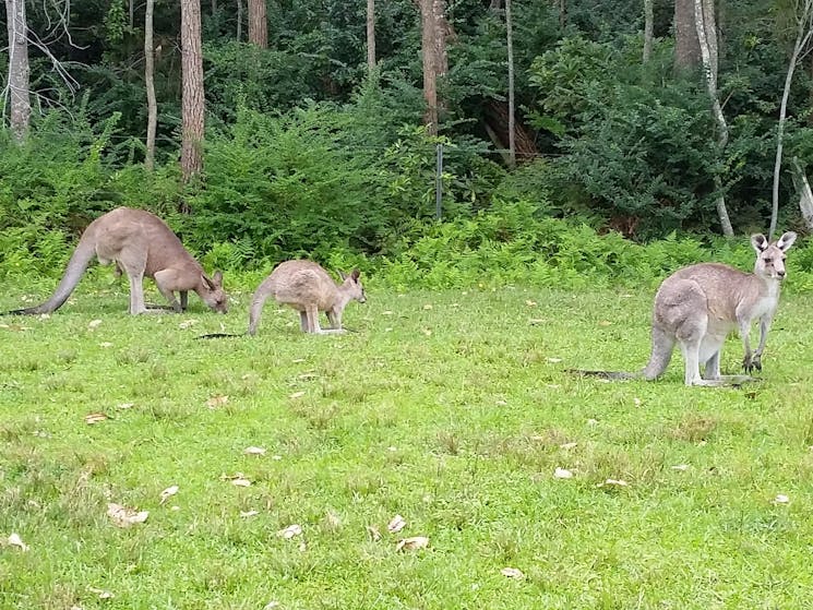 Blue Mountains Kangaroo