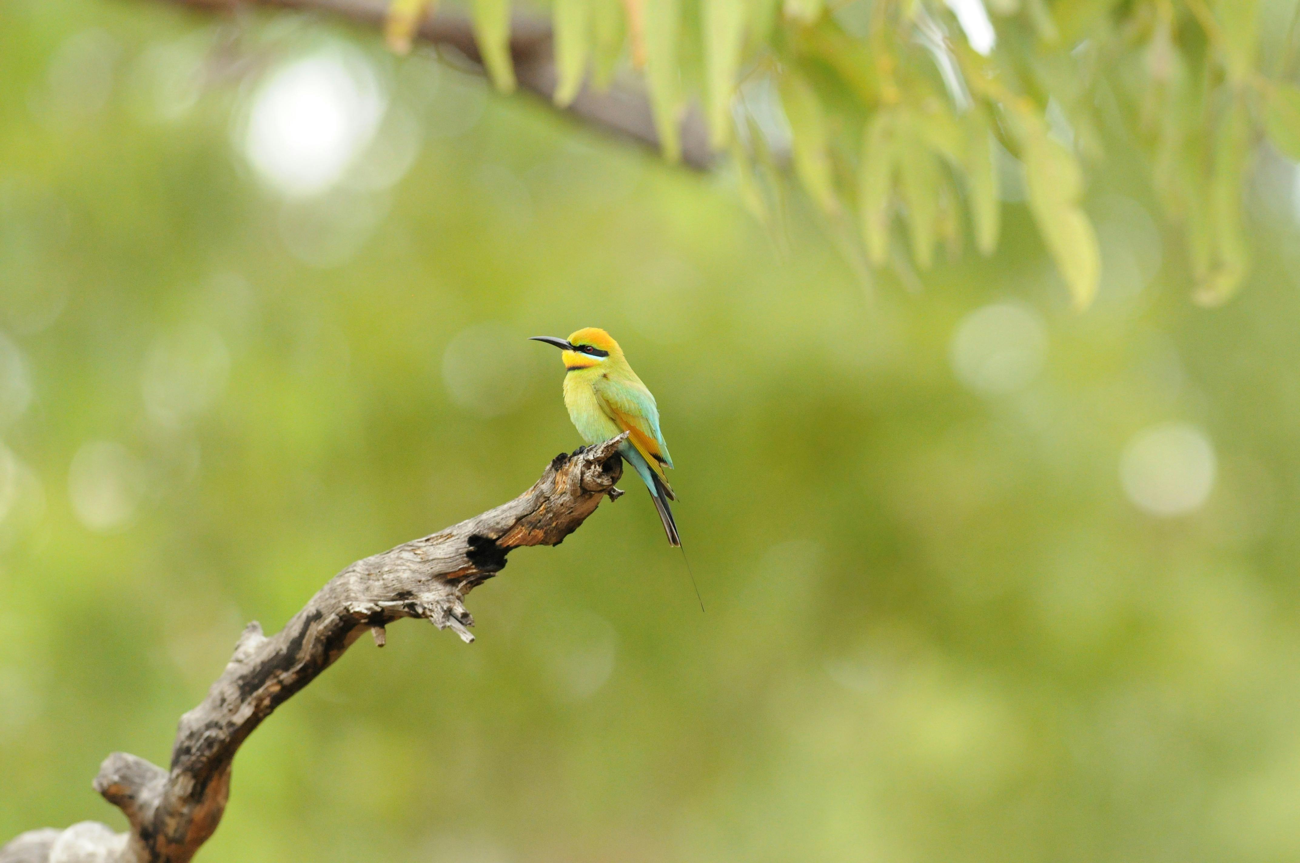 Coates Wildlife Tours