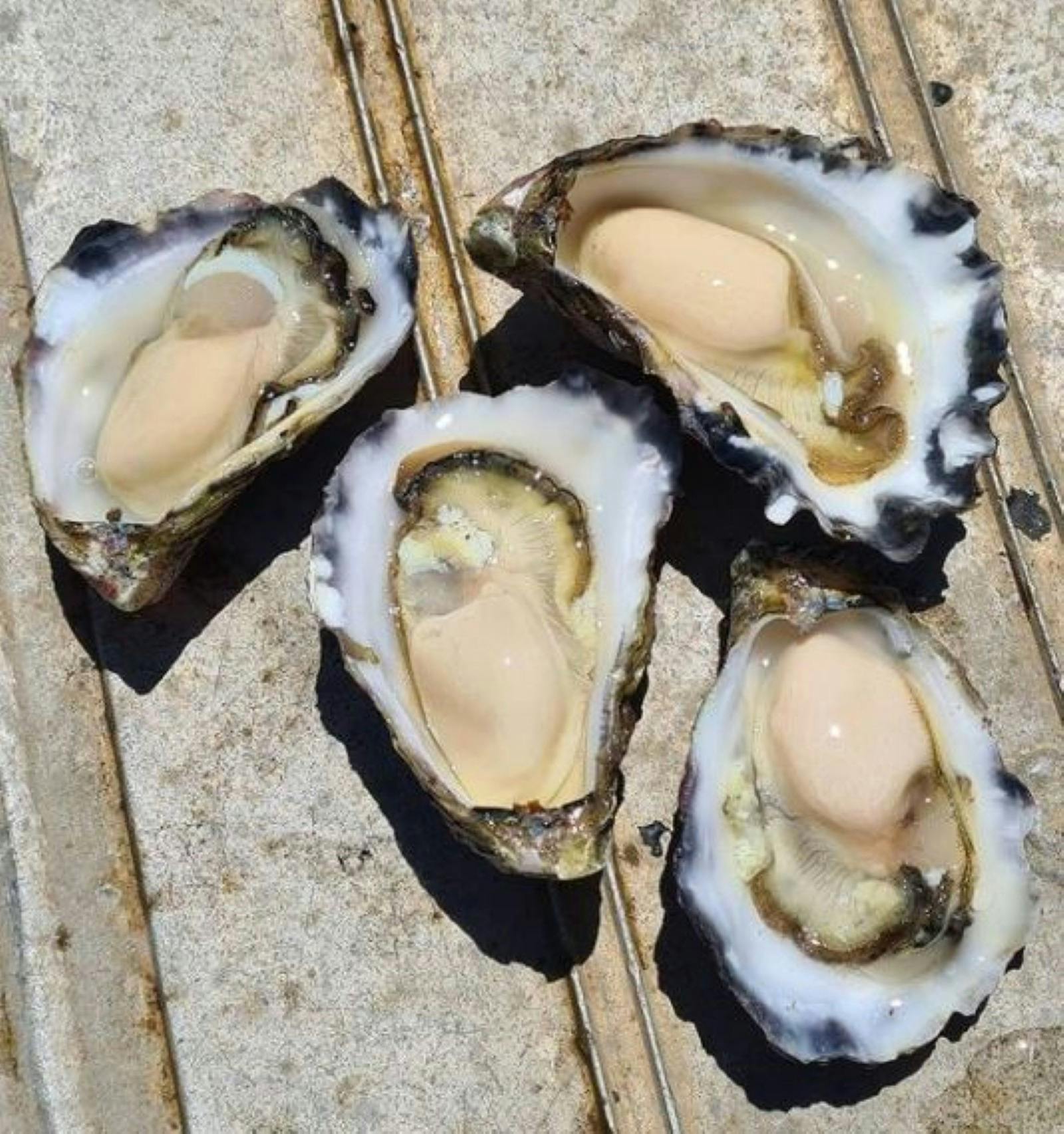 Test tasting our plump rock oysters out on the lease.