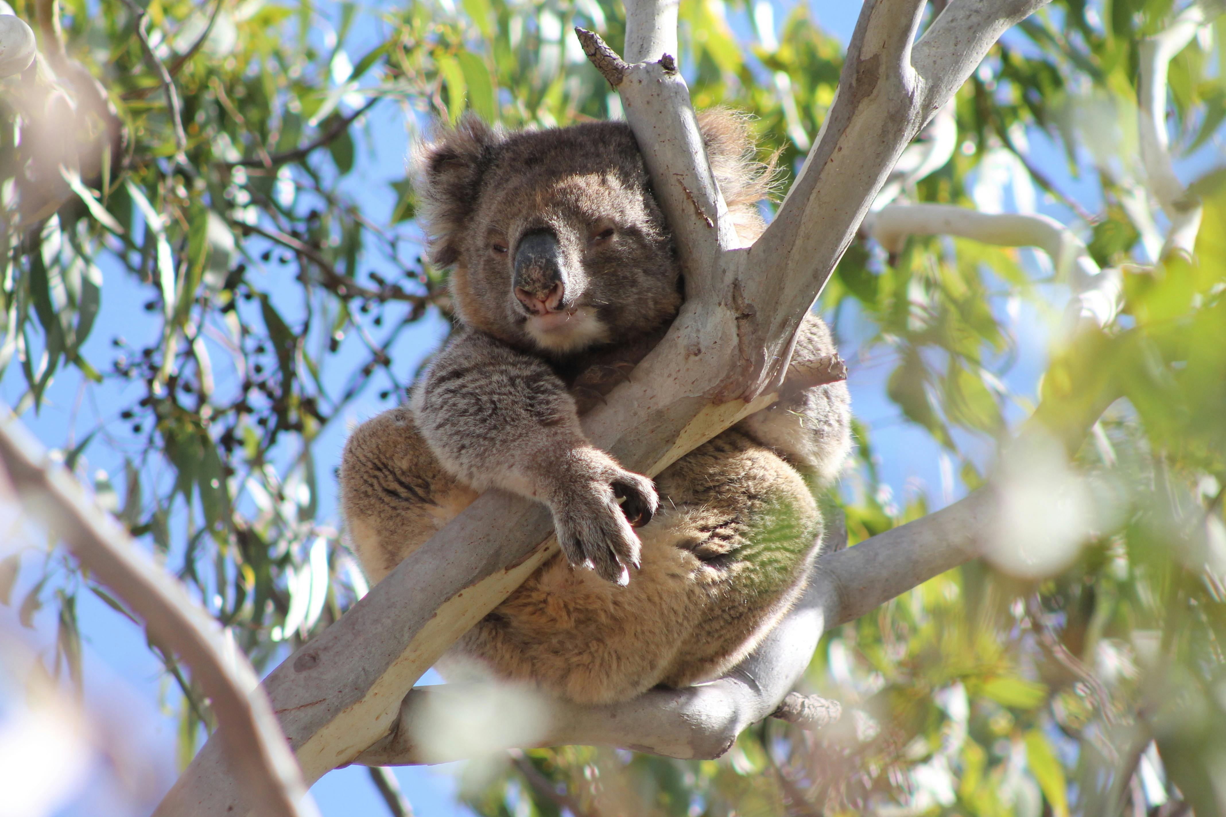 Sacred Earth Safaris, Australia