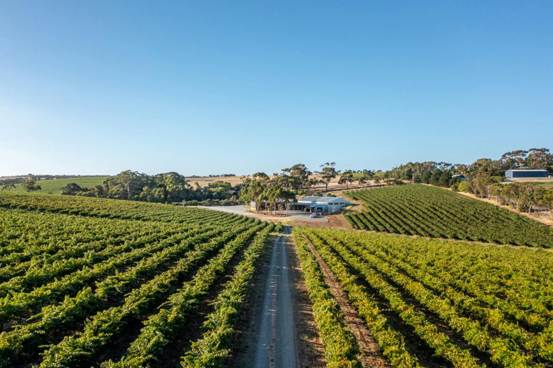 SummerVines: Taranga Terroir Tour