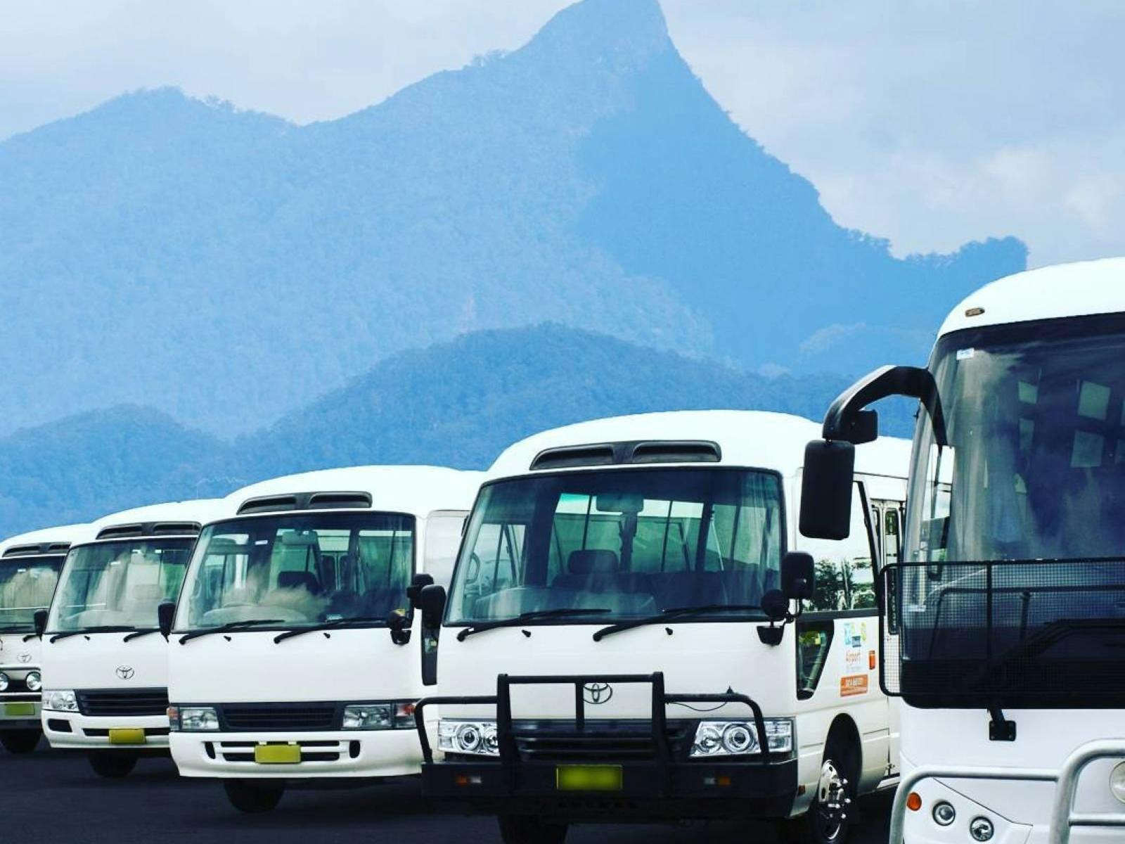 Bus fleet with Wollumbin (Mt Warning) in background