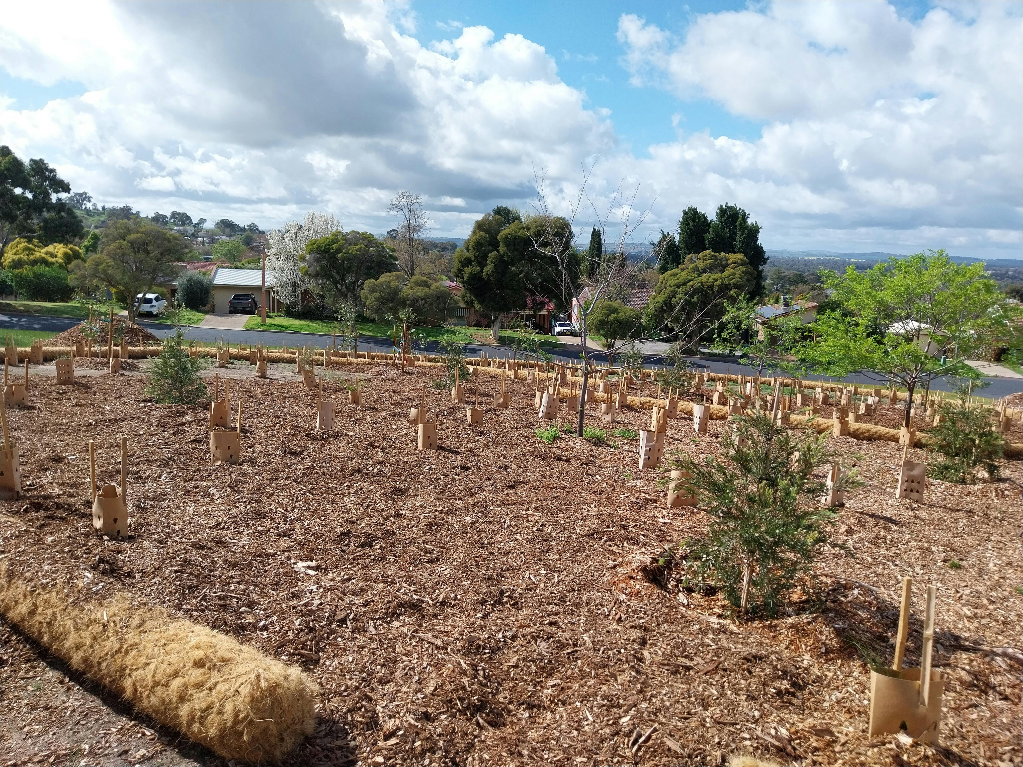 Tiny Forest planting bed