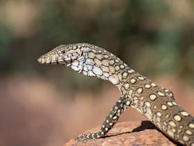 A perentie lizard in the East MacDonnell Ranges near Alice Springs