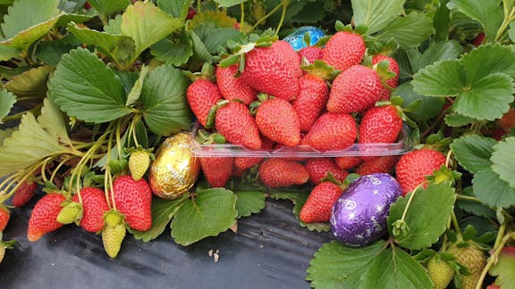 Easter Sunday at Jay Berries