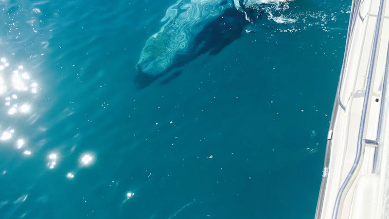 Remote Fraser Island Experience and Whale Watch Encounter – Tasman Venture