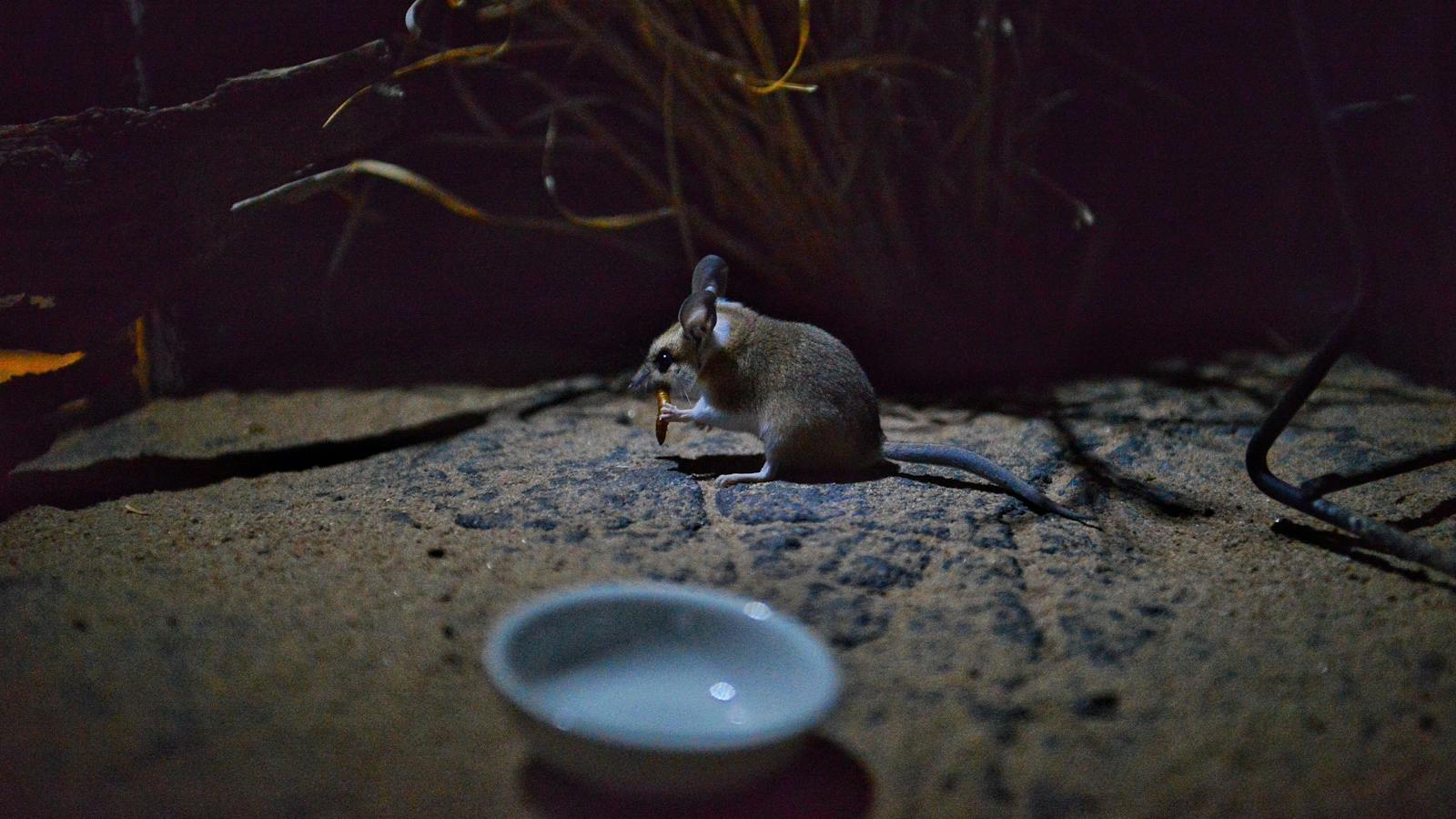 Meet the little dunnart at the Julia Creek Visitor Information Centre