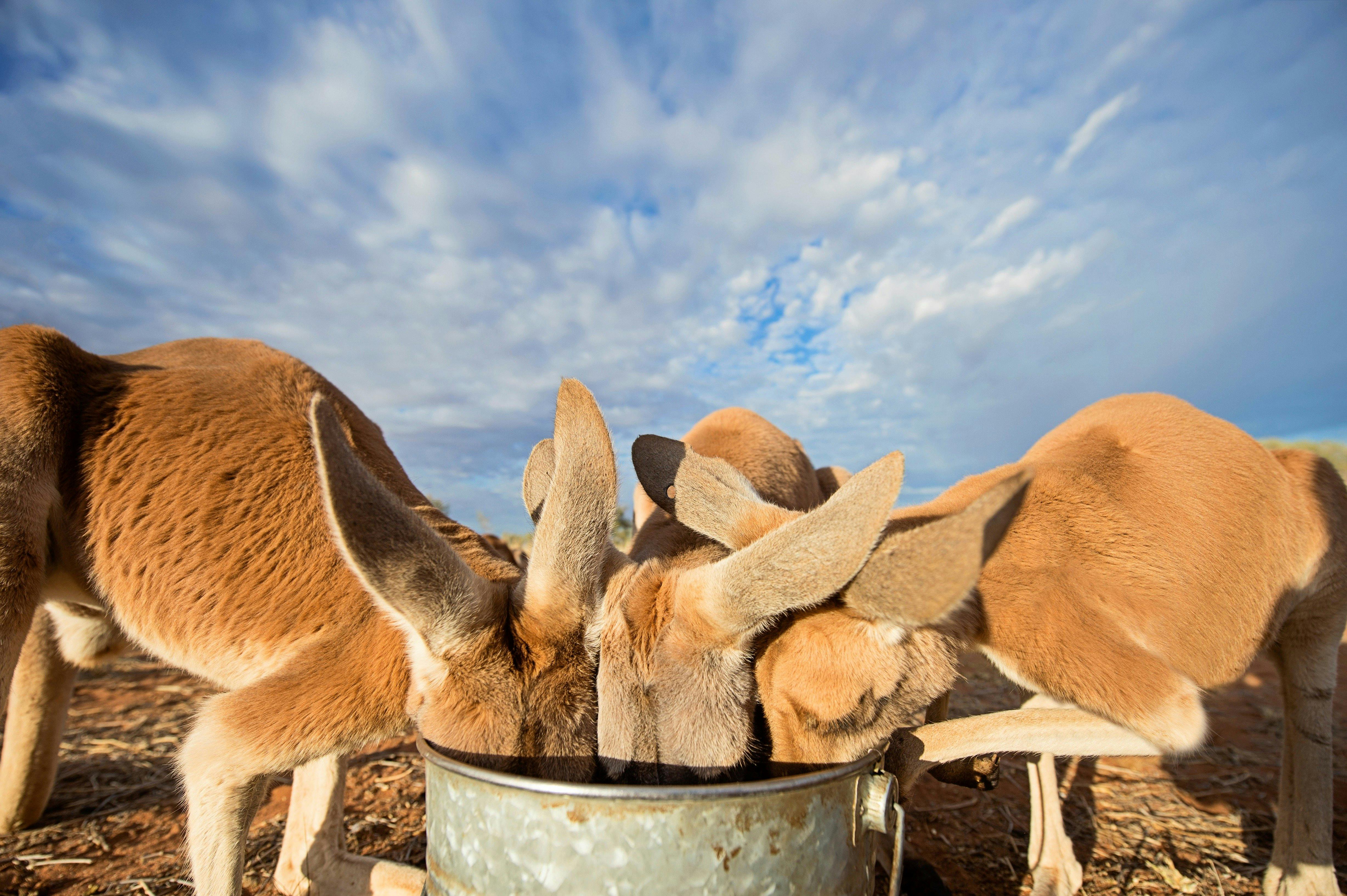 The Kangaroo Sanctuary