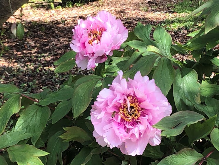 Tree Peonie Saumarez Homestead Gardens