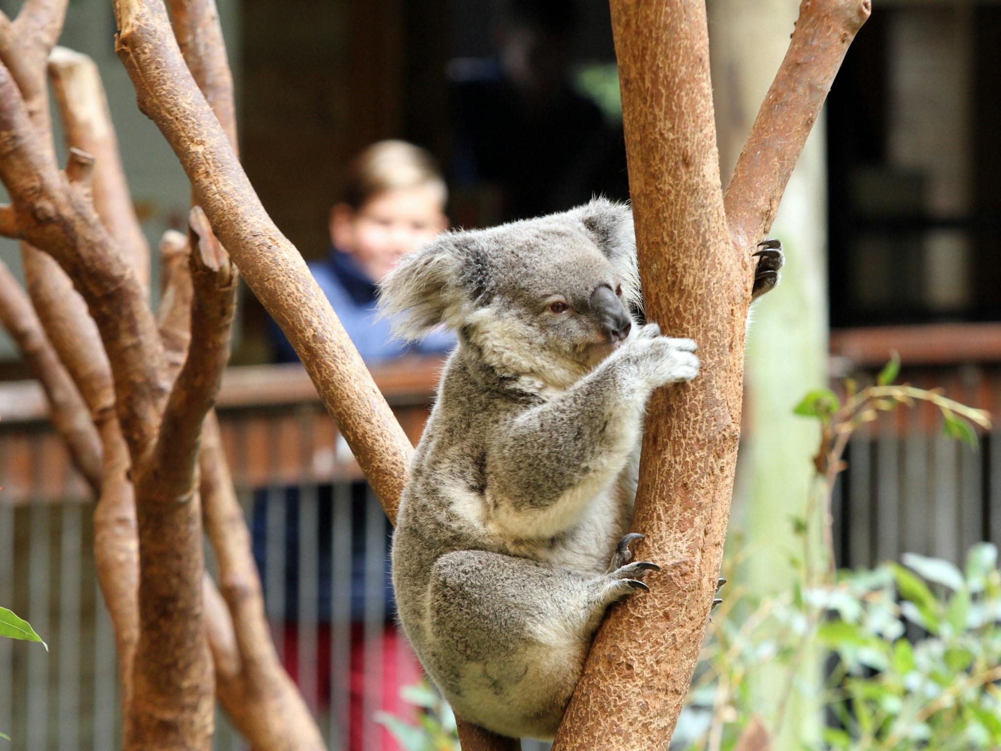 Koala exhibit