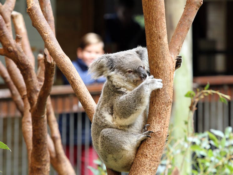 Koala exhibit